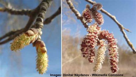 Poplar Trees Types Bark Leaves Identification With Pictures