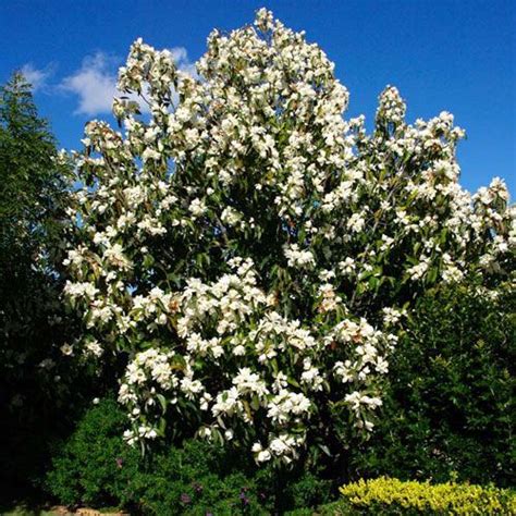 Magnolia Grandiflora tree | Magnolia grandiflora, Southern magnolia ...