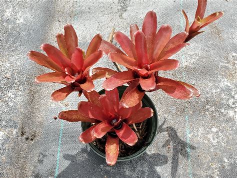 Neoregelia 'Fireball' | Bonita Bromeliads Specialty Plant Nursery