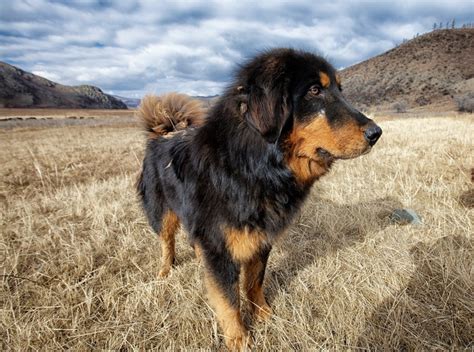 Dogs Role In Mongolian Countryside Selena Travel Mongolia Selena