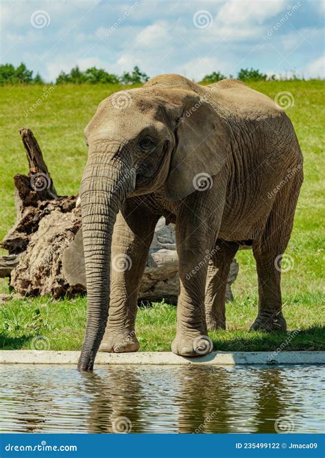 African Elephant Drinks Water Stock Photo Image Of Field Green