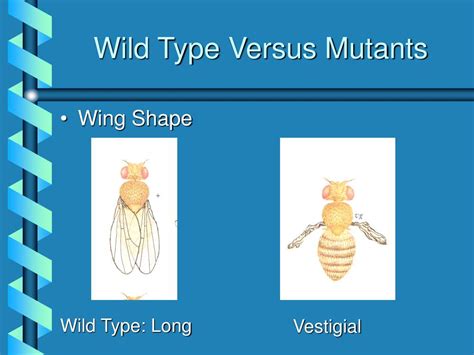 Ppt Drosophila Genetics Powerpoint Presentation Free Download Id