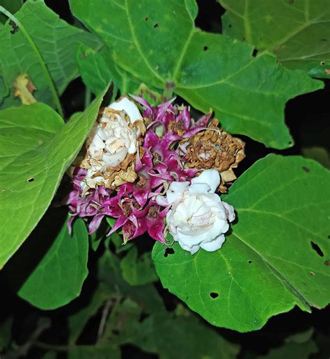 Clerodendrum Chinense Lamiaceae Image At Phytoimages Siu Edu