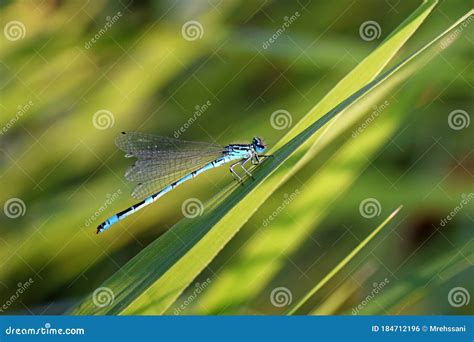 Closeup Of Blue Damselfly In Green Background Stock Photo Image Of