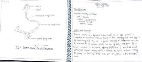 Life Cycle And Pathogenicity Of Taenia Solium