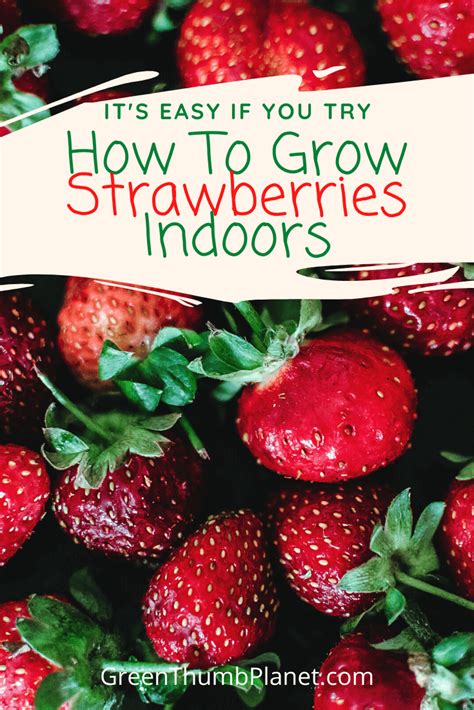 How To Easily Grow Strawberries Indoors Growing Strawberries Indoors