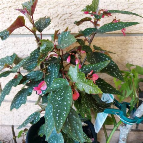 Begonia Maculata Polka Dot Uploaded By Jod Jod 1207