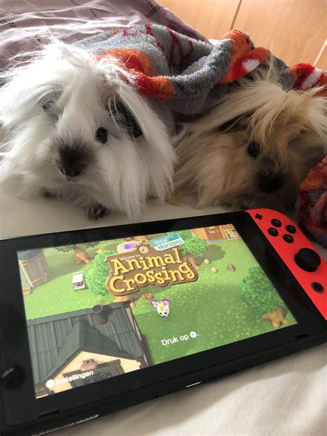 Quarantine with the peegs 💗 : r/aww