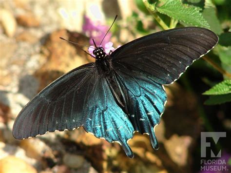 Pipevine Swallowtail Exhibits