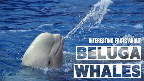 Interesting Facts About Beluga Whales Beluga Whale Youtube