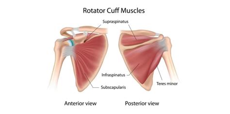 5 Best Rotator Cuff Exercises To Strengthen Shoulders and Ease Pain