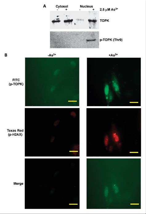 Figure 4 From Lymphokine Activated KillerT Cell Originated Protein