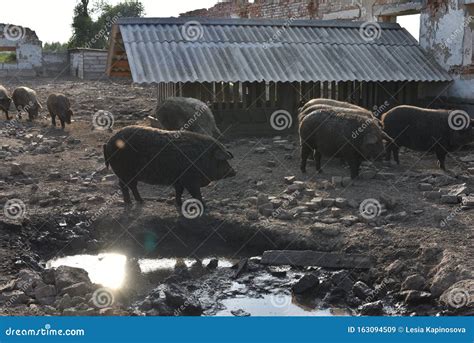 Happy Pig Rolling In Mudmangalitsa The Woolly Sheep Pig Healthy