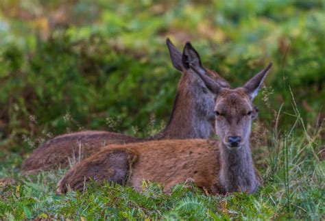 Why Do Deer Lay Down In The Grass