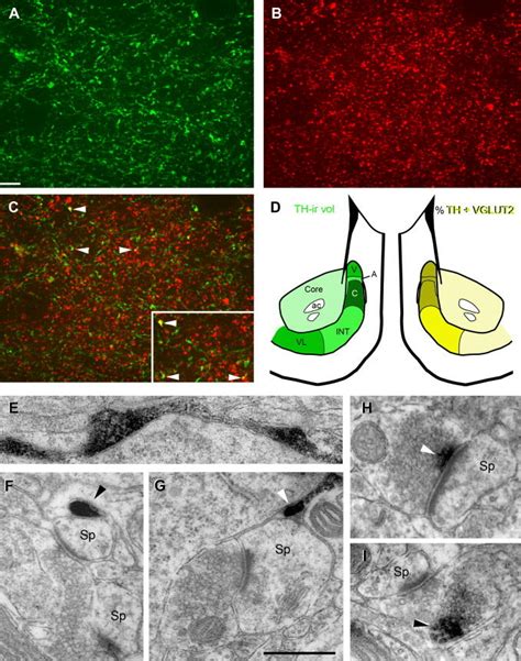 Ac Confocal Image Showing Single Channels A B And Overlay C Of