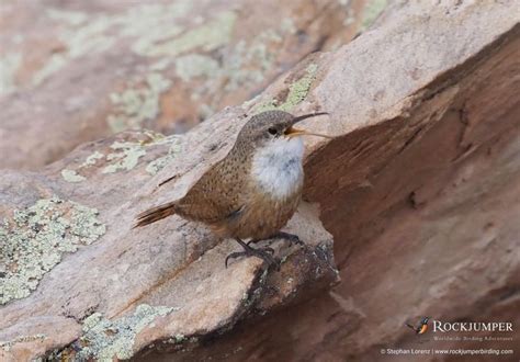 Canyon Wren | Birds, Animals, Bird