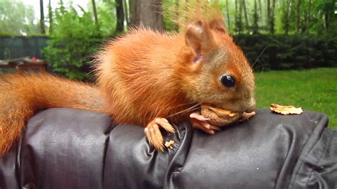 Sansa The Red Squirrel Eating A Walnut Youtube