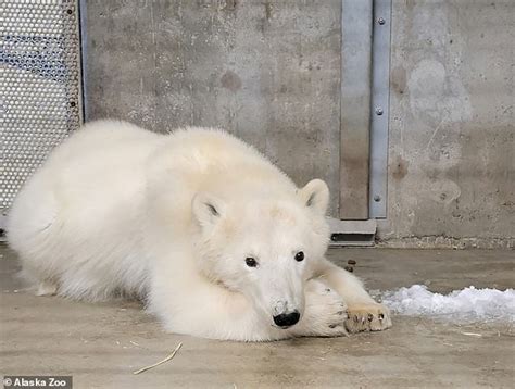 Orphaned Polar Bear Cub Spotted Wandering Alone On Alaskan Oil Field Is