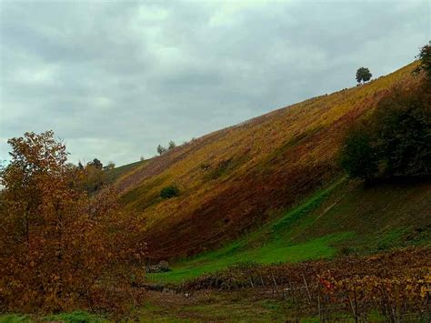 Adopt A Vineyard Bricco Dei Roncotti