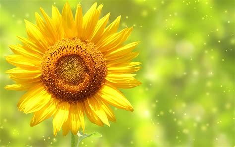 Yellow Sunflower Wallpapers Group (79+)