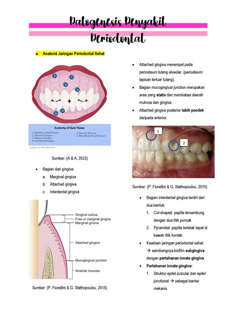 Anatomi Jaringan Periodontal Sehat Indonesia A Anatomi Jaringan