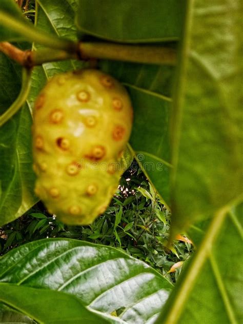 What Are The Benefits Of Noni Fruit For Health Stock Image Image Of