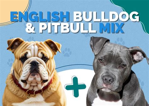 English Bulldog & Pitbull Mix: Info, Pictures, Facts, Traits | Hepper