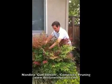 Nandina 'Gulf Stream', 'Compacta' Pruning - YouTube