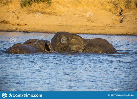 African Elephant Bulls Loxodonta Africana In Water In South Africa S