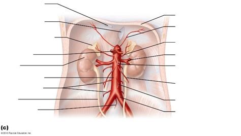 Major Branches Of The Abdominal Aorta Diagram Quizlet