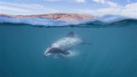 10 Most Endangered Marine Species Citrus Reef