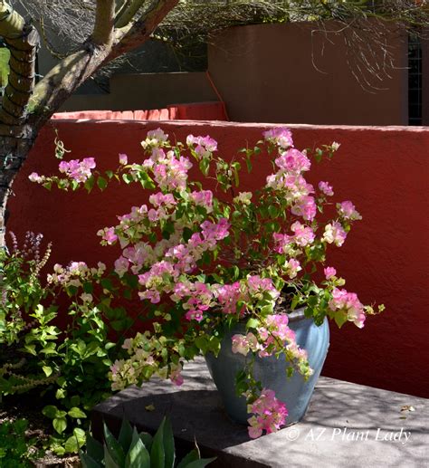 How To Grow Bougainvillea In Pots