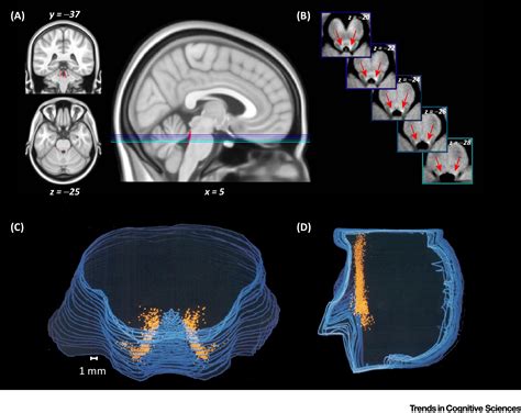 The Locus Coeruleus Essential For Maintaining Cognitive Function And