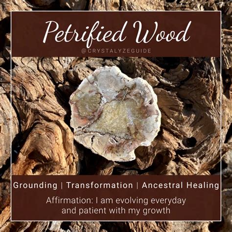 Petrified Wood Meaning, Properties, Chakras & More | Crystalyze