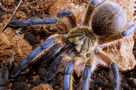 Harpactira Pulchripes Golden Blue Leg Baboon Golden Blue Flickr