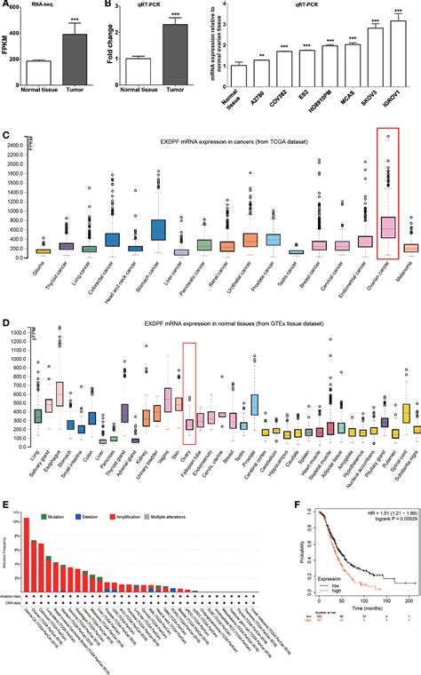 Figure From The Exocrine Differentiation And Proliferation Factor