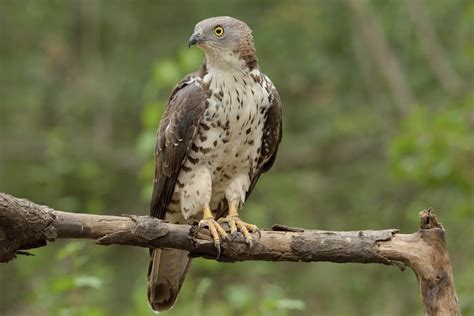 12 Different British Birds Of Prey (Common & Rare) | UpGardener™