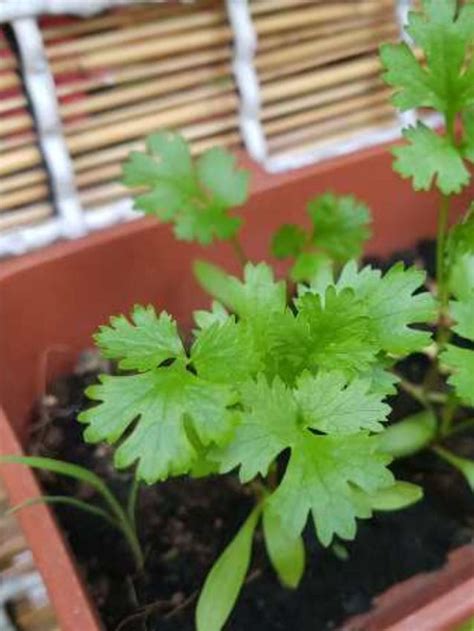 Como Plantar Coentro Em Vaso Passos Pr Ticos Como Plantar Coentro