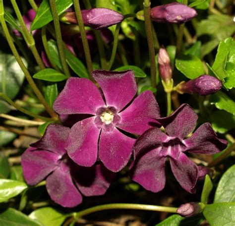 Barwinek Pospolity Vinca Minor Atropurpurea Garnek Pl