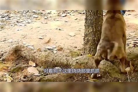 猴子跟狗打架，调戏狗子用尽下三滥手段，场景实在让人哭笑不得！手段猴子场景