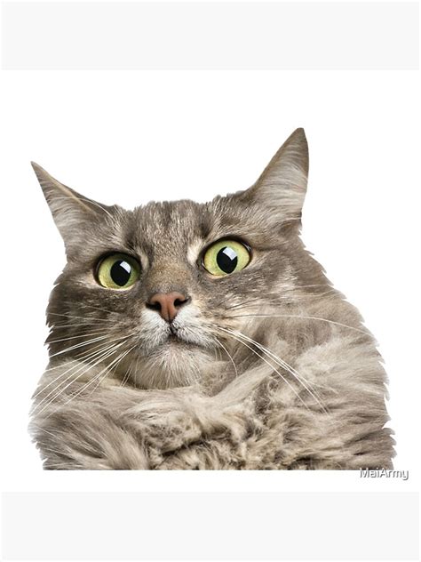 "Cat curious face" Poster for Sale by MaiArmy | Redbubble