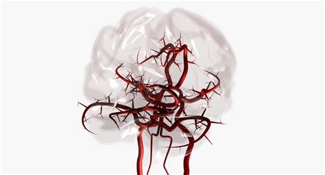 Brain Arteries Circle Of Willis