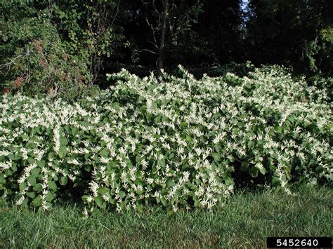 Japanese Knotweed Cornell Weed Identification