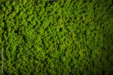 Reindeer Moss Wall Green Wall Decoration Lichen Cladonia Rangi Stock