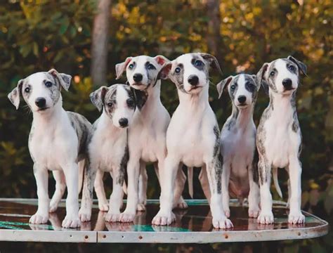 fun facts  whippets ilovedogscutecom