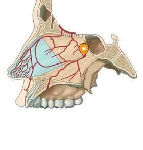 Posterior septal branches of sphenopalatine artery - e-Anatomy - IMAIOS