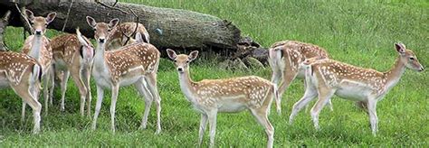 NO ALLABBATTIMENTO DEI DAINI NELLA PINETA DI CLASSE A RAVENNA