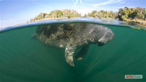 Homosassa River Airboat Tours Manatee Tours Homosassa Florida Boat Rentals.