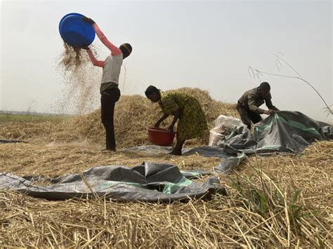 Hunger Crisis Looms In Nigerias ‘food Basket The Columbian