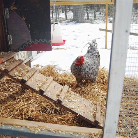 10 Tips On Caring For Chickens In Cold Winter Weather Homestead And Chill